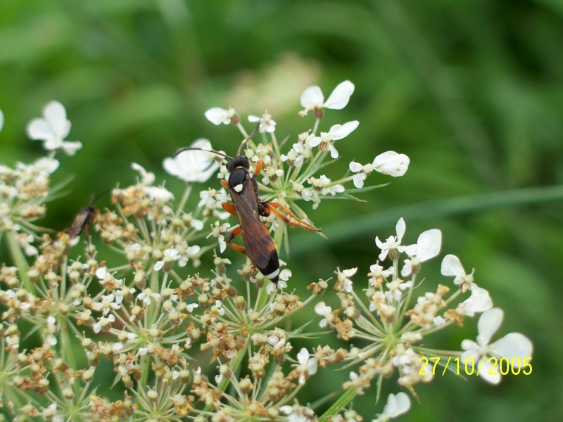 Ichneumonidae